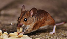 24 Hour & Emergency Exterminators in Ashaiiu, VA